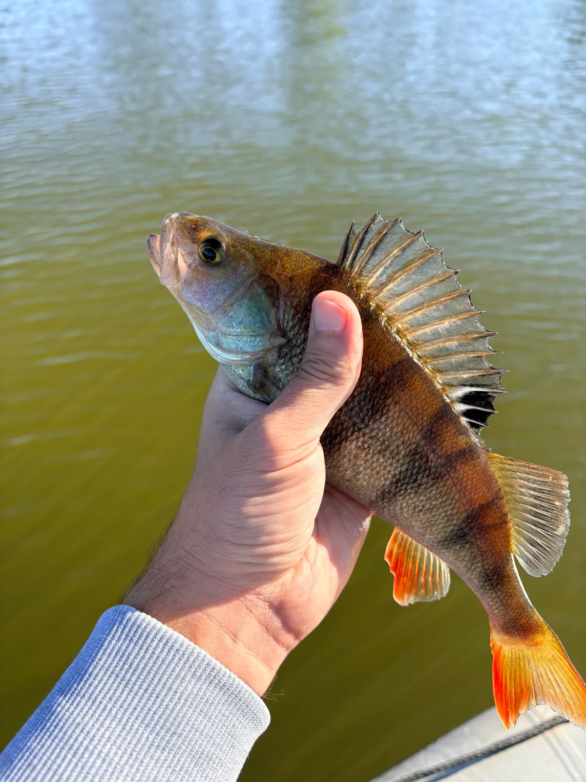 Barsch aus dem Lipno